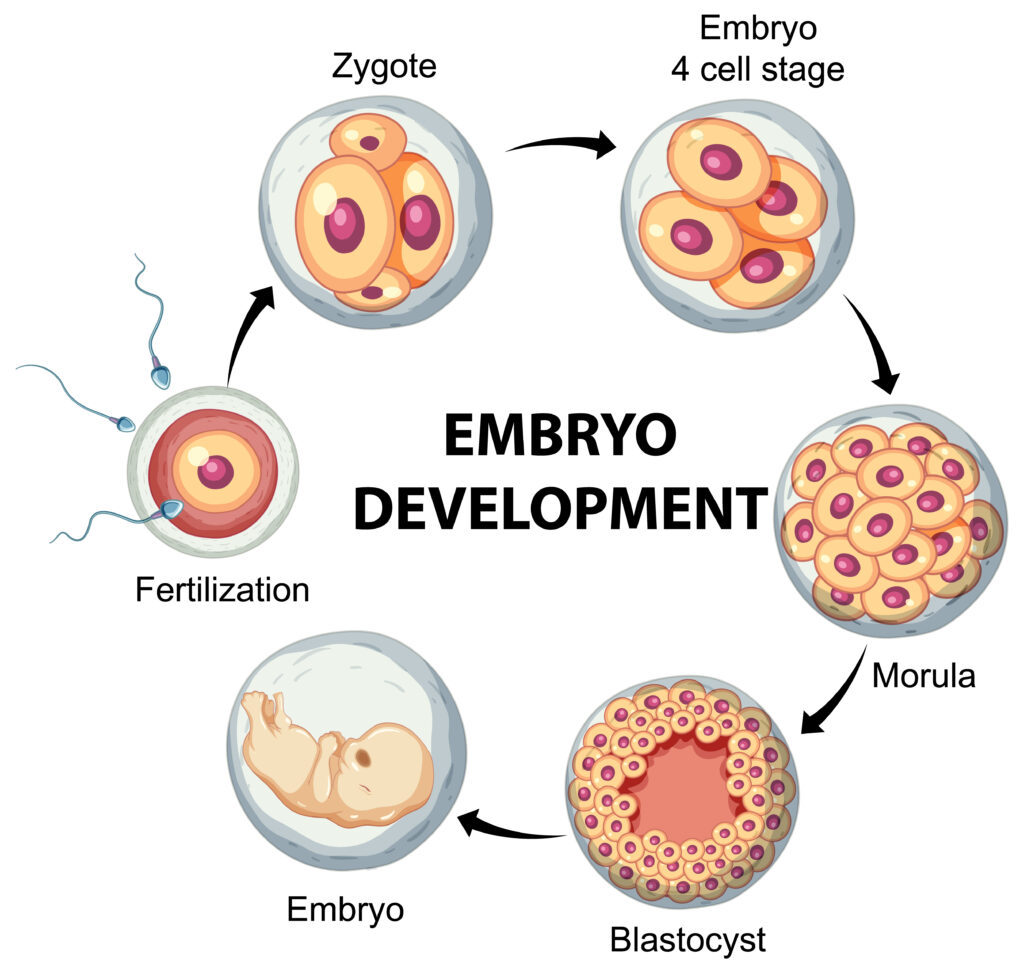 Understanding Advanced IVF Treatment in India